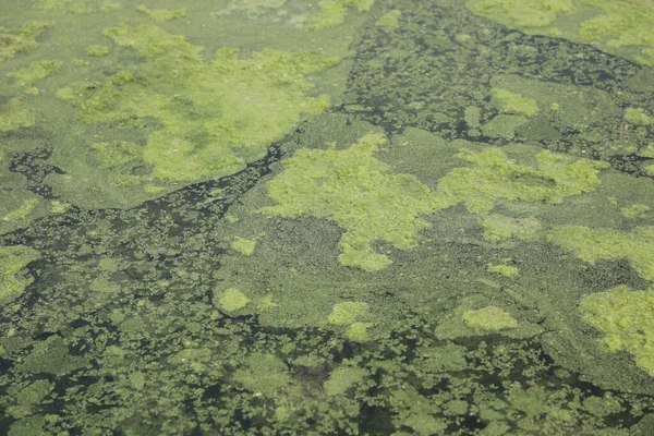 水の中のモッシー藻類 — ストック写真