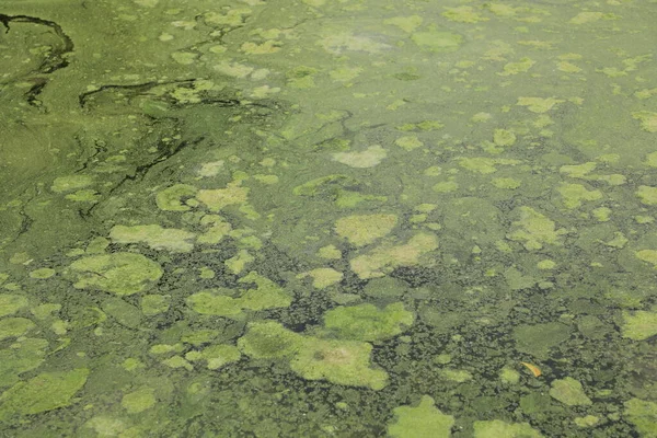 Mossy Algae Воді — стокове фото