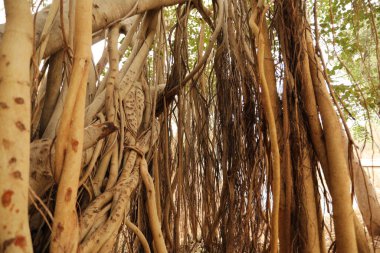 Doğadaki Bilgelik Ağacının Kökleri