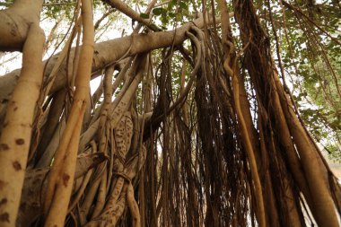 Doğadaki Bilgelik Ağacının Kökleri