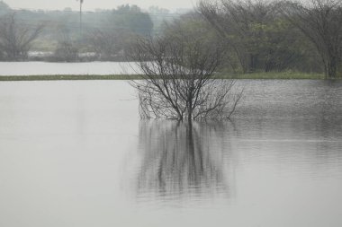 Gölette Kuru Ağaç