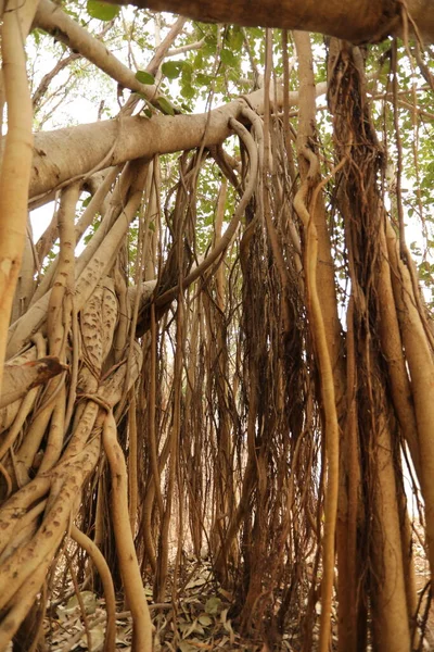 Raíces Del Árbol Sabiduría Naturaleza —  Fotos de Stock