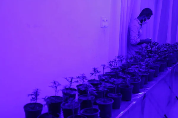 Cannabis Plants Led Grow Light Hyderabad India 5Th March 2022 — Stock Photo, Image