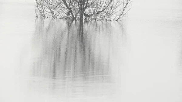池塘里的干枯树 — 图库照片