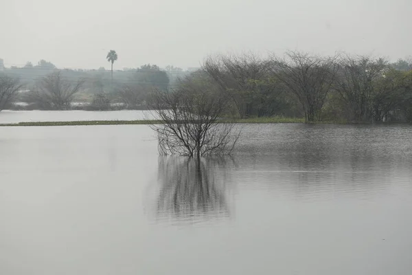 Árbol Seco Estanque — Foto de Stock