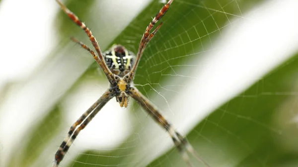 Örümcek Makro Görüntüsü — Stok fotoğraf