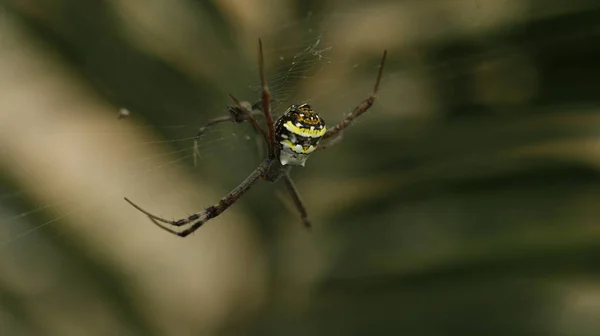 Μακρο Βολή Μιας Αράχνης — Φωτογραφία Αρχείου