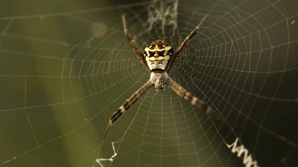 Macro Disparo Una Araña — Foto de Stock