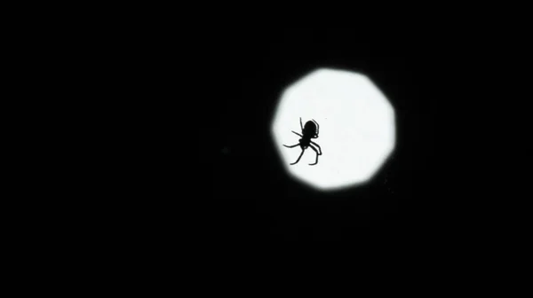 Silhouette Einer Spinne Makroaufnahme — Stockfoto