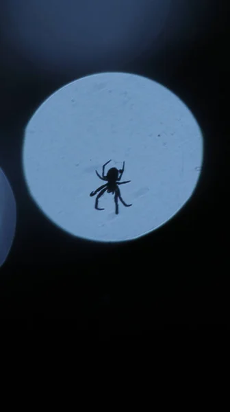 Silhouette Uno Scatto Macro Spider — Foto Stock