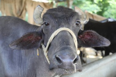 Buffalo Çiftliği'nde kırsal alan