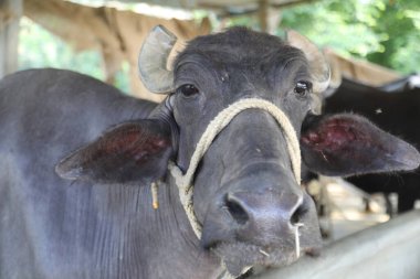 Buffalo Çiftliği'nde kırsal alan