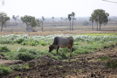 Hindistan Tarlalarında Öküz