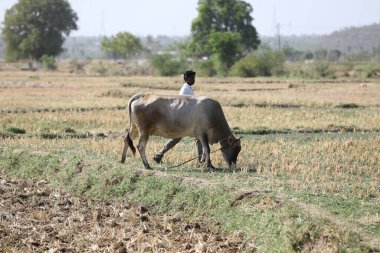 Hindistan Tarlalarında Öküz