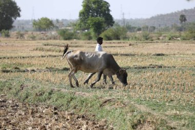 Hindistan Tarlalarında Öküz