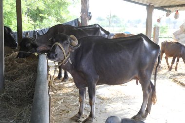 Buffalo Çiftliği'nde kırsal alan