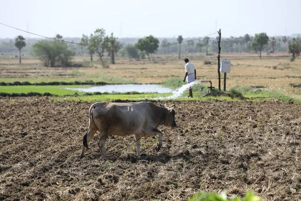 印度田野里的牛 — 图库照片