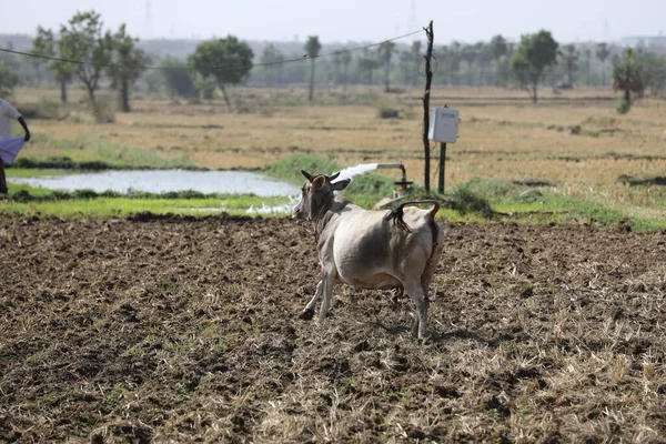 Bue Nei Campi India — Foto Stock