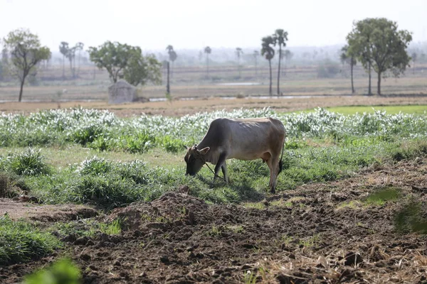 Buey Los Campos India —  Fotos de Stock