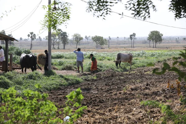 Buey Los Campos India —  Fotos de Stock