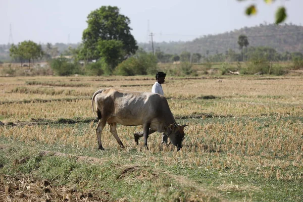 Ochsen Auf Den Feldern Indien — Stockfoto