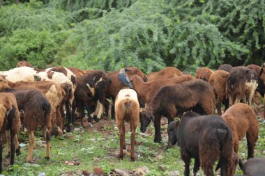 Köyün kırsal kesiminde keçiler