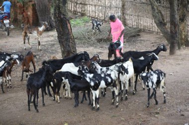 Farmer Feeding water to Goats Hyderabad India 25th March 2022