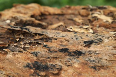 Ağaç Gövdesi deseni makro çekim
