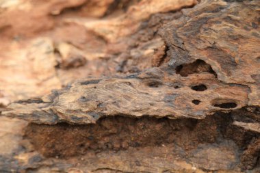 Ağaç Gövdesi deseni makro çekim