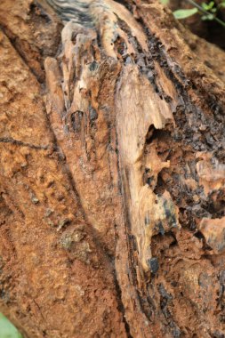 Ağaç Gövdesi deseni makro çekim