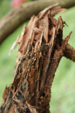 Ağaç Gövdesi deseni makro çekim