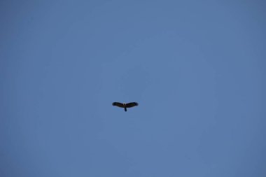 Kuş Kartal gökyüzünde