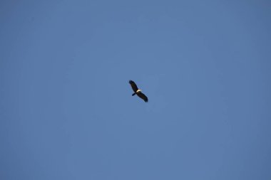 Kuş Kartal gökyüzünde