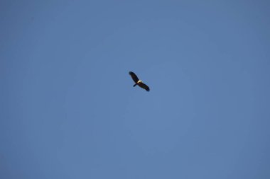 Kuş Kartal gökyüzünde