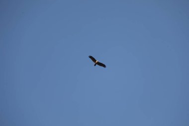 Kuş Kartal gökyüzünde