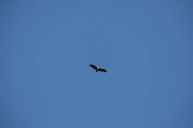 Kuş Kartal gökyüzünde