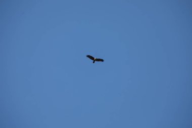 Kuş Kartal gökyüzünde