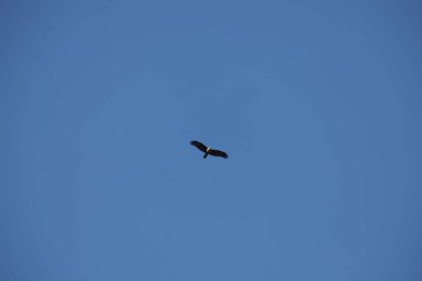 Kuş Kartal gökyüzünde