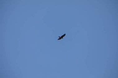 Kuş Kartal gökyüzünde