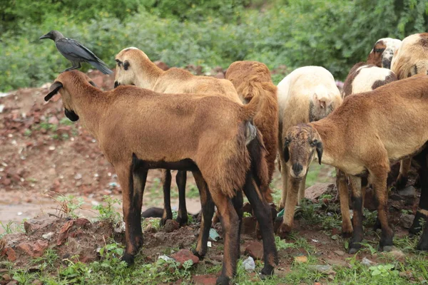 Cabras Zona Rural Aldeia — Fotografia de Stock