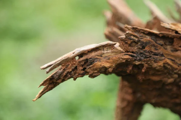 Árbol Tronco Textura Macro Disparo — Foto de Stock