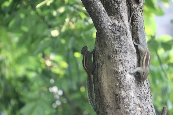 Indian Squirrel in the garden