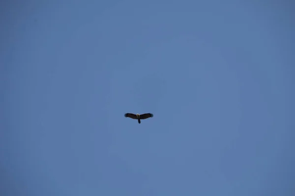 Águila Pájaro Cielo — Foto de Stock