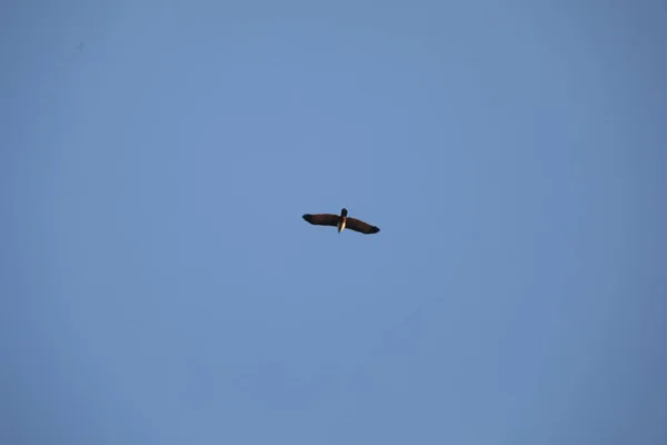 Vogeladler Himmel — Stockfoto