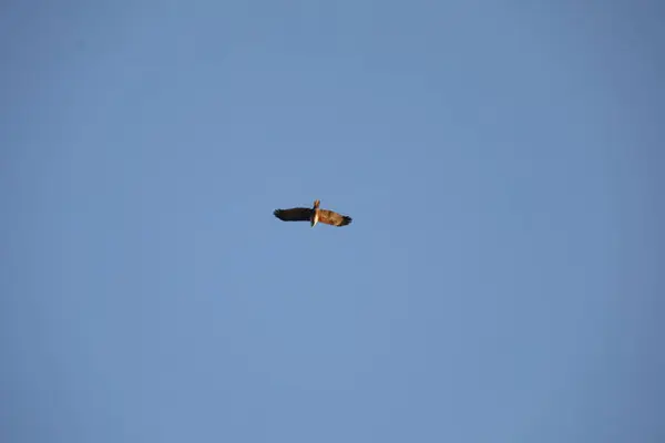 Vogeladler Himmel — Stockfoto
