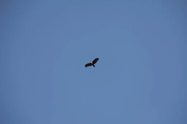 Bird Eagle Sky — Stock Photo, Image