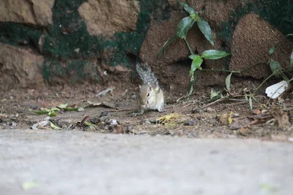 정원에 다람쥐 — 스톡 사진