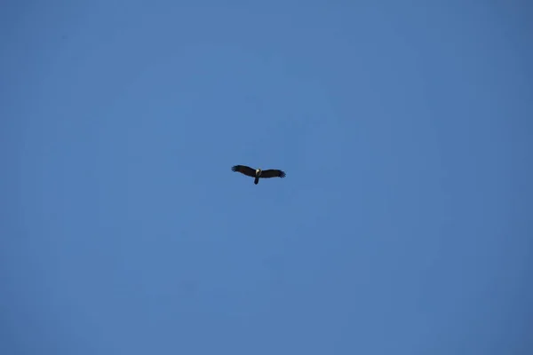 Vogeladler Himmel — Stockfoto