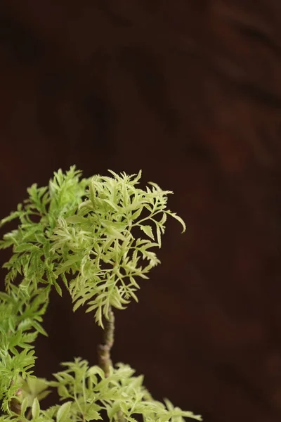 Planta Medicinal India Naturaleza — Foto de Stock