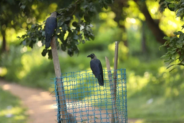 Згусток Індійської Пташиної Ворони — стокове фото